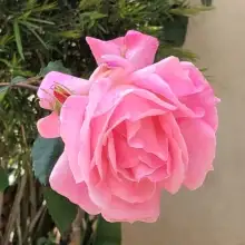 Фото Adm 1 